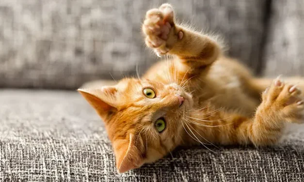 First Aid for Eye Scratches