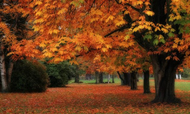City of Mission, BC Offers EnChroma Glasses to Colour Blind Visitors to Experience Its Colourful Beauty