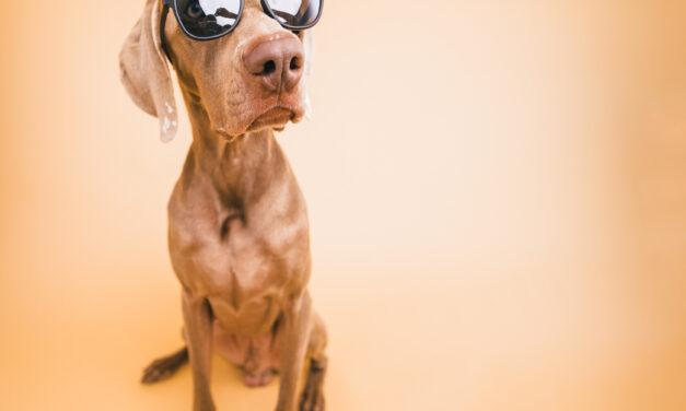 Sun’s Out Sales Up: Five creative promotions designed to drive traffic, engagement and summer sales